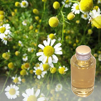 洋甘菊水 洋甘菊水