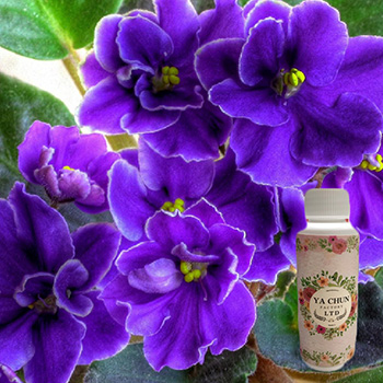 紫羅蘭香精 紫羅蘭香精